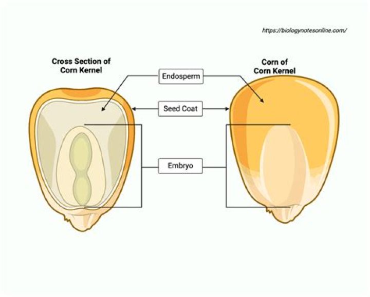What is present in the endosperm of corn?