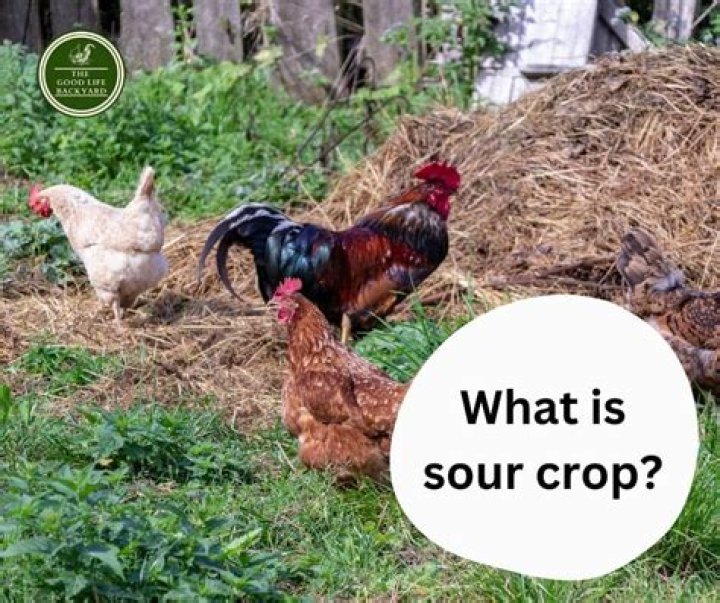 What is sour crop?