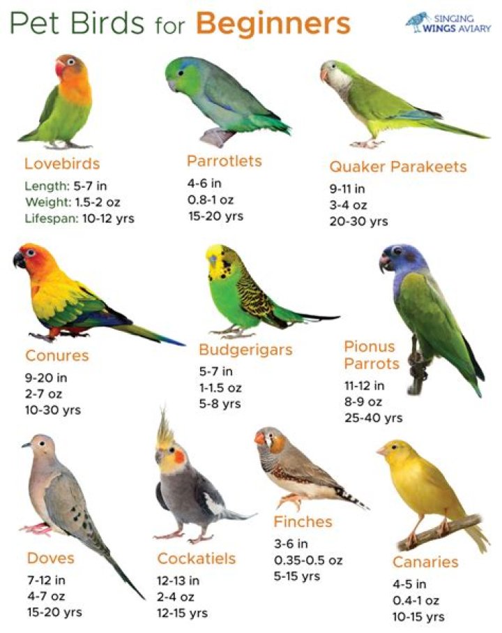 What is the best first pet bird?