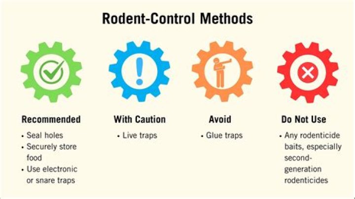 What is the best rodent control?