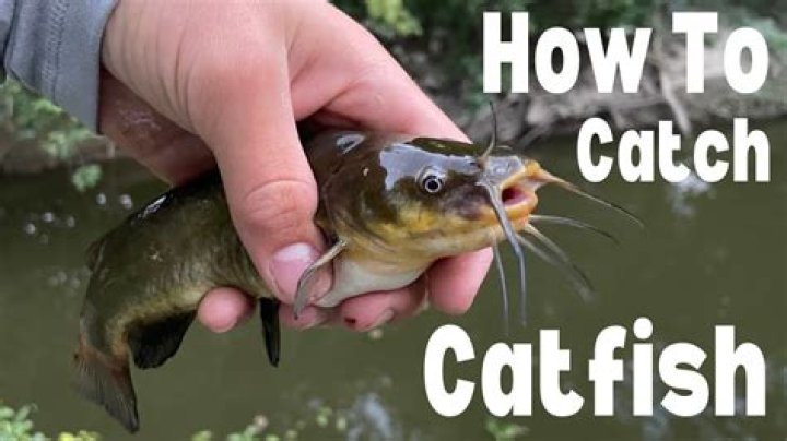 What is the best time of day to fish for catfish?