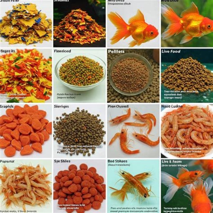 What is the best time to feed goldfish?