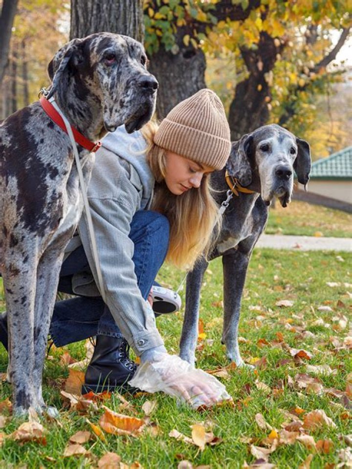 What is the best way to dispose of dog poop?