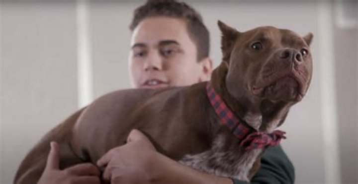 What is the best way to pick up a dog?