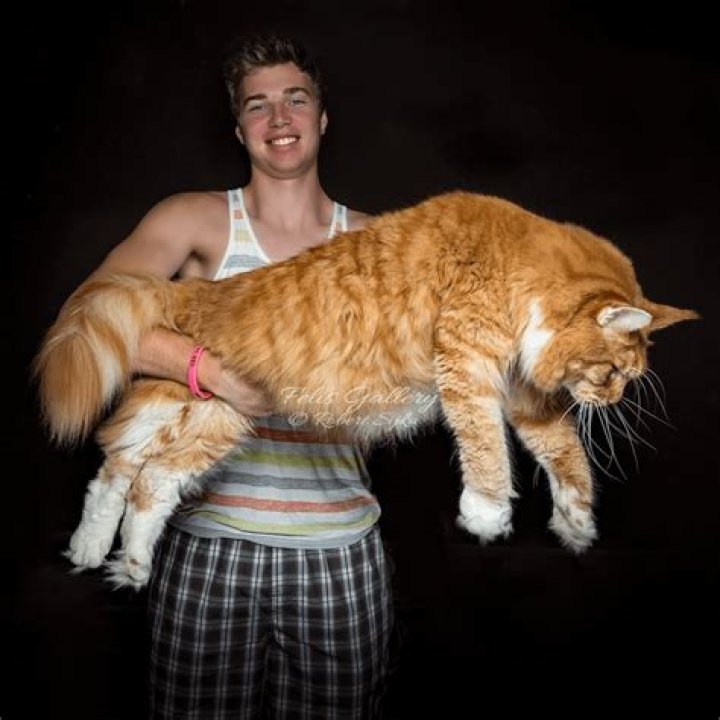 What is the biggest cat you can own in the UK?