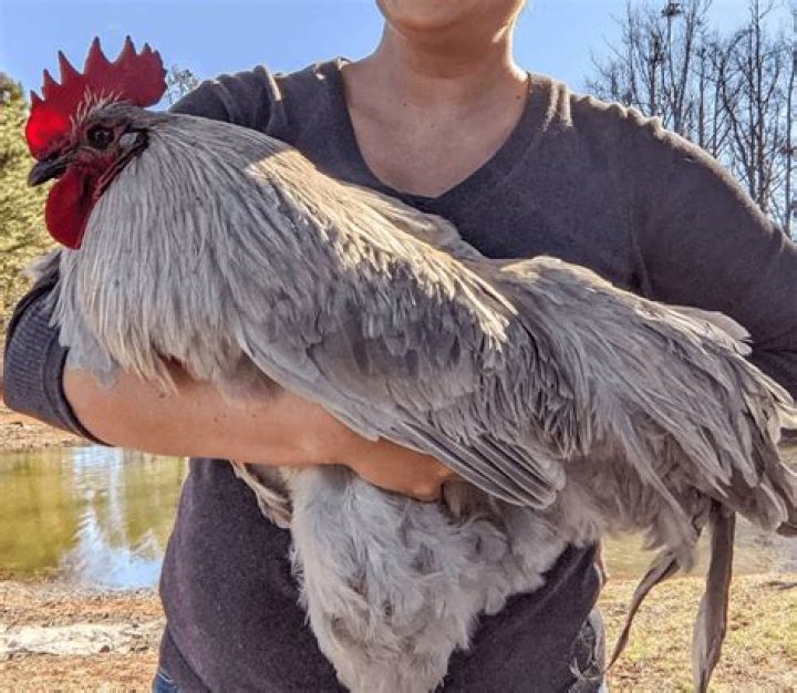 What is the biggest chicken on record?