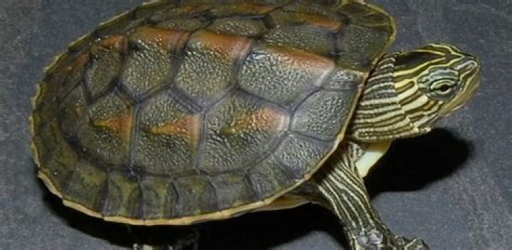 What is the cost of baby turtle in India?