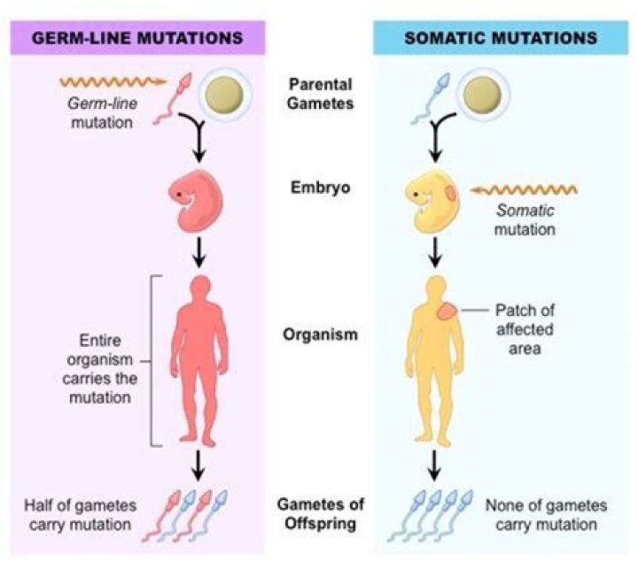 What is the difference between a somatic and germline mutation?