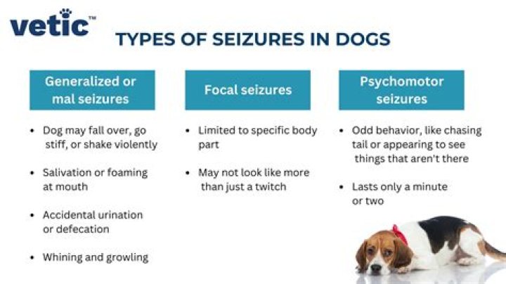 What is the difference between a tremor and a seizure in dogs?
