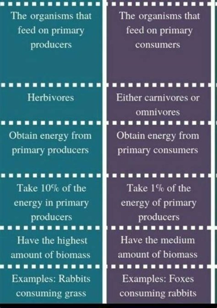 What is the difference between primary and secondary consumers?