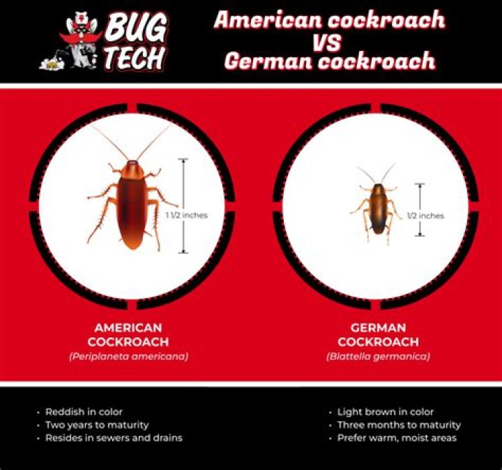 What is the difference between roaches and cockroaches?