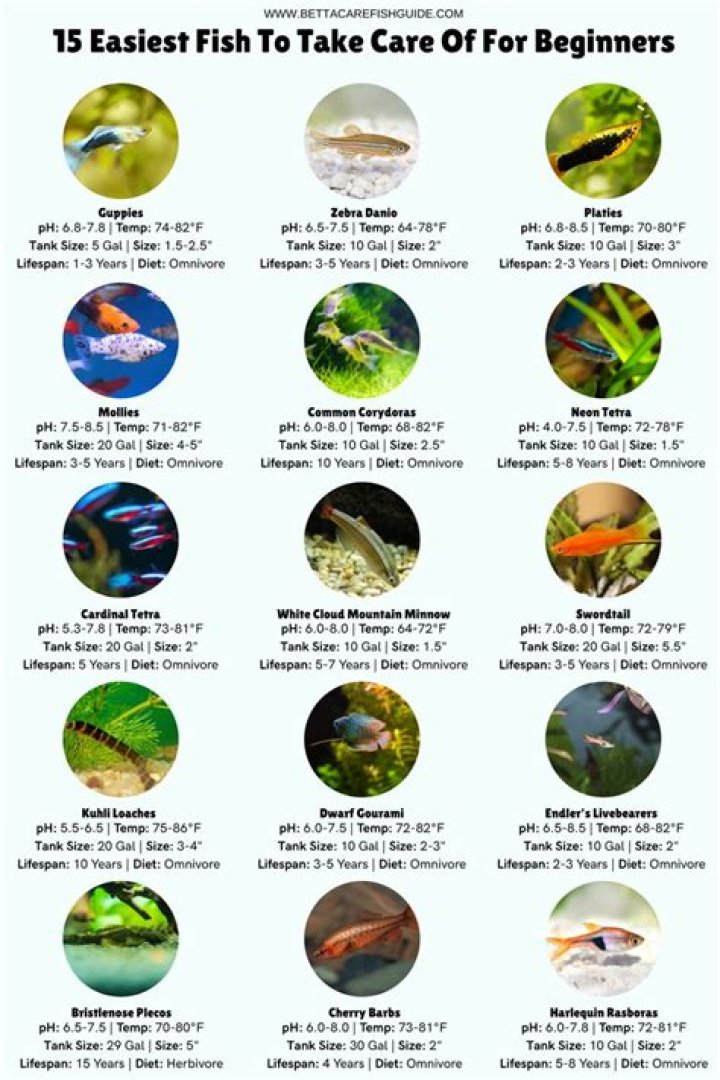 What is the easiest fish to take care of for beginners?
