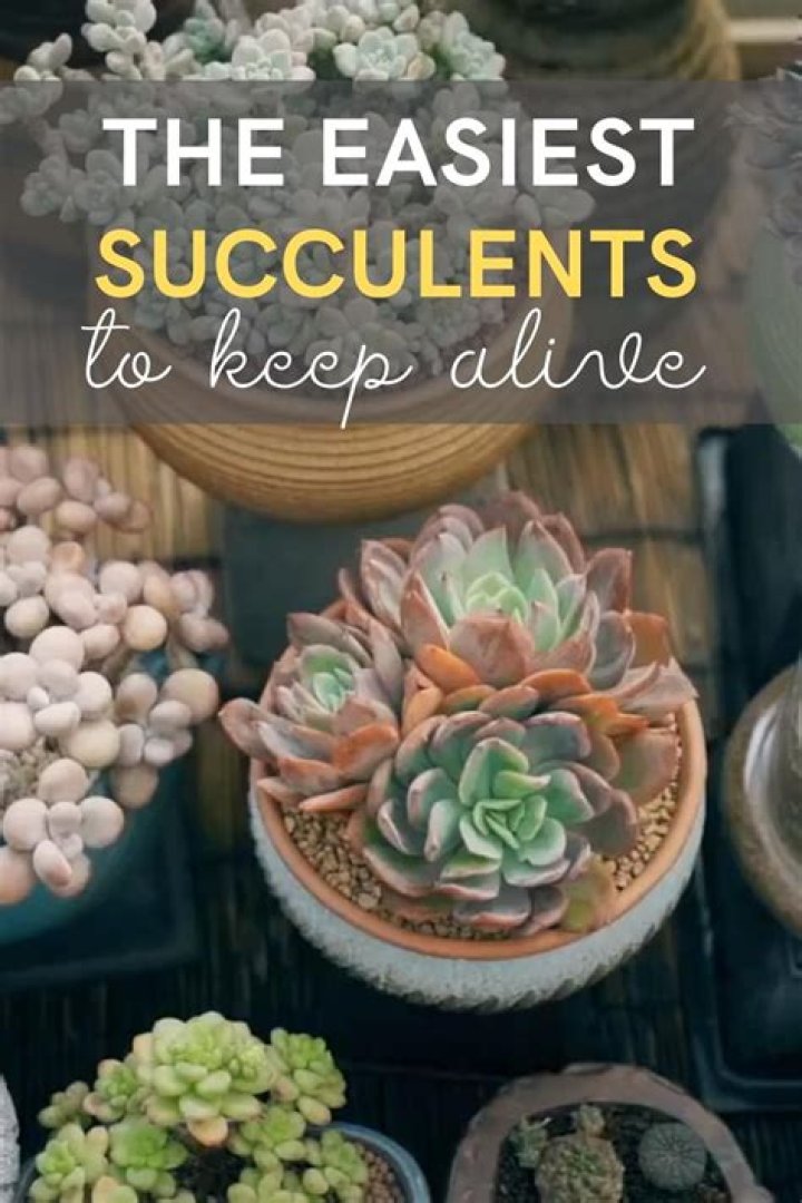What is the easiest succulent to keep alive?