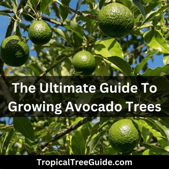 What is the easiest tree to grow?
