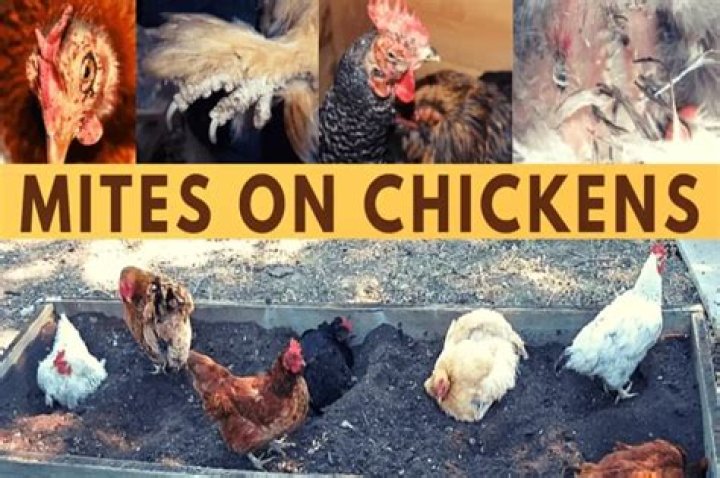 What is the fastest way to get rid of mites on chickens?