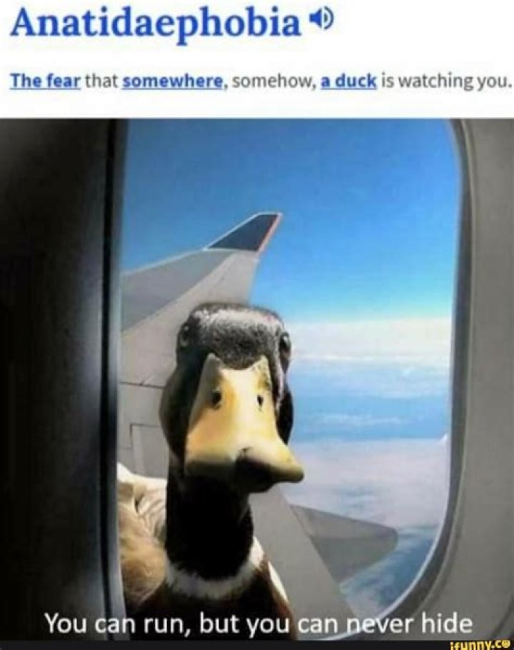 What is the fear that a duck is watching you?