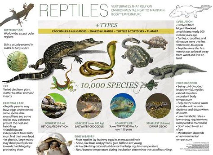 What is the friendliest reptile for a pet?