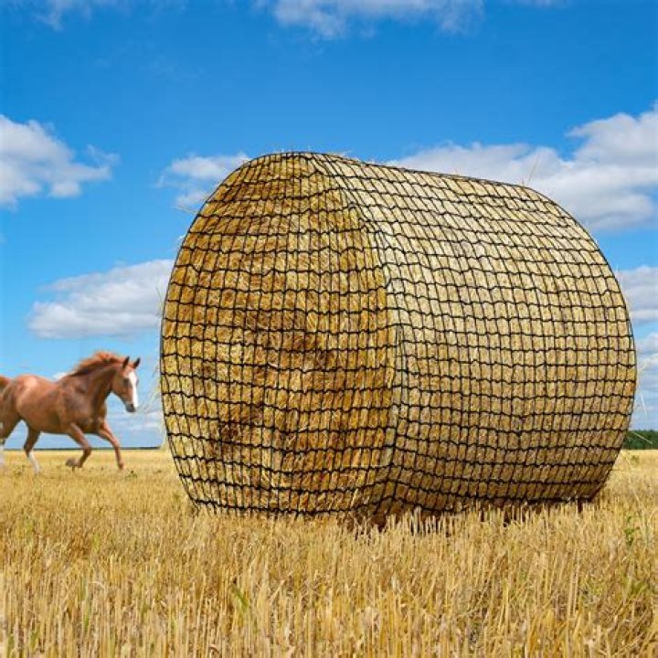 What is the healthiest hay for horses?
