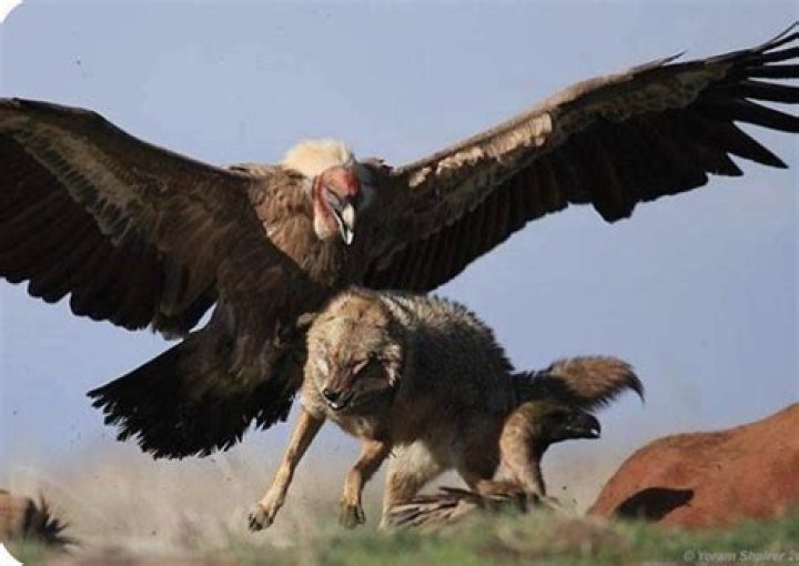 What is the largest bird of prey?