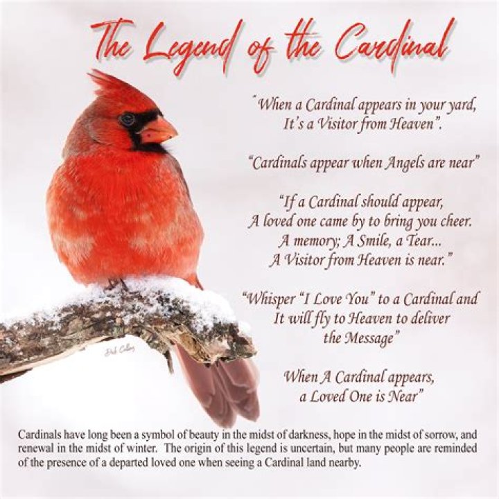What is the legend of the cardinal?