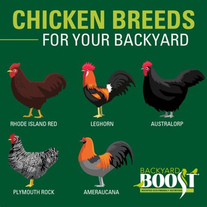 What is the longest living chicken breed?