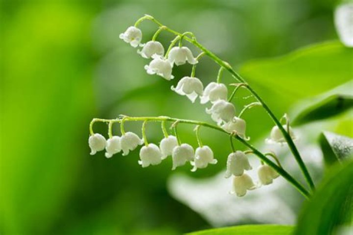 What is the meaning of lily of the valley?