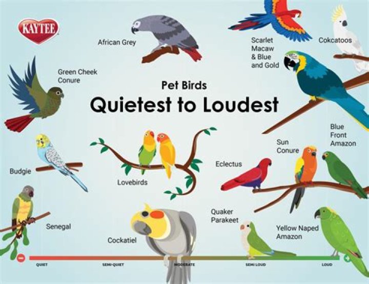 What is the most affectionate bird?