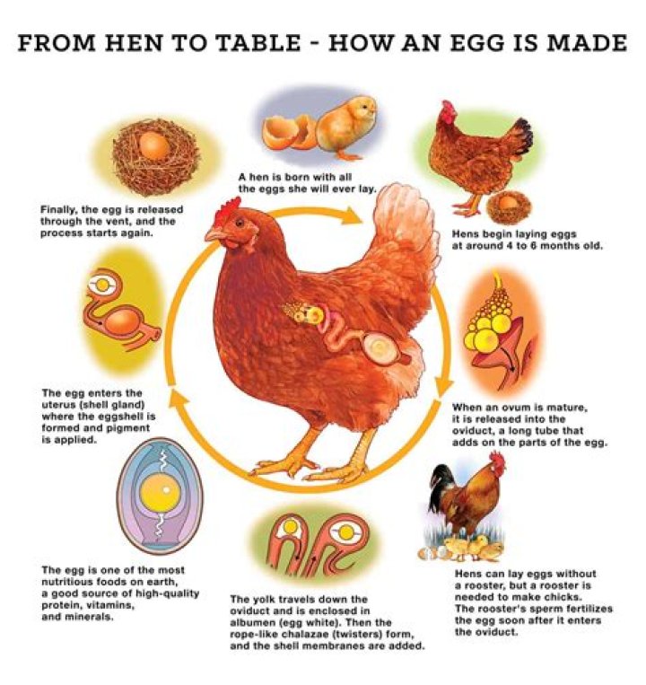 What is the most eggs laid by a chicken in one day?