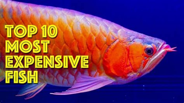 What is the most expensive fish?