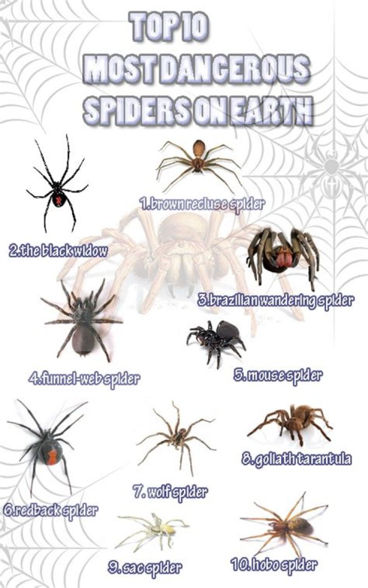 What is the most harmless spider in the world?
