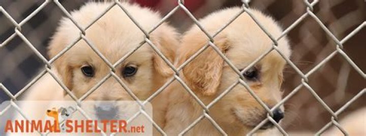 What is the most protective animal?