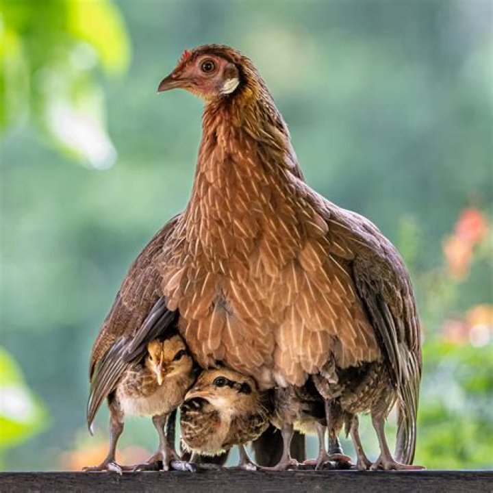 What is the most protective mother animal?