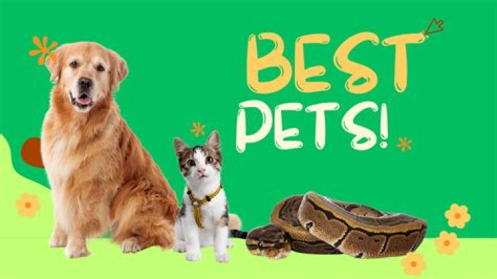 What is the number 1 best pet in the world?