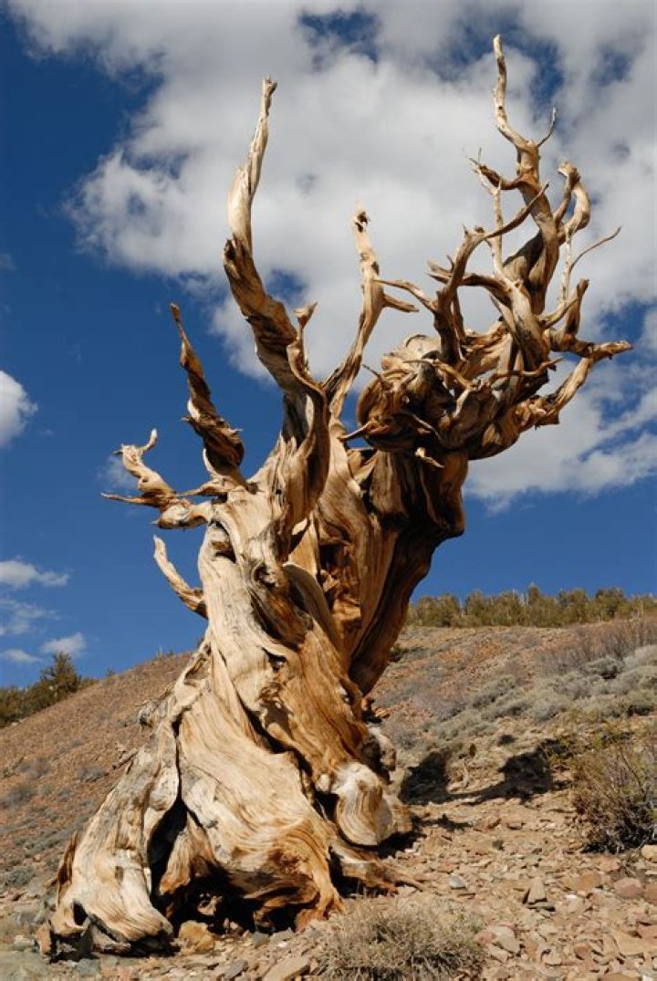 What is the oldest living tree in the United States?