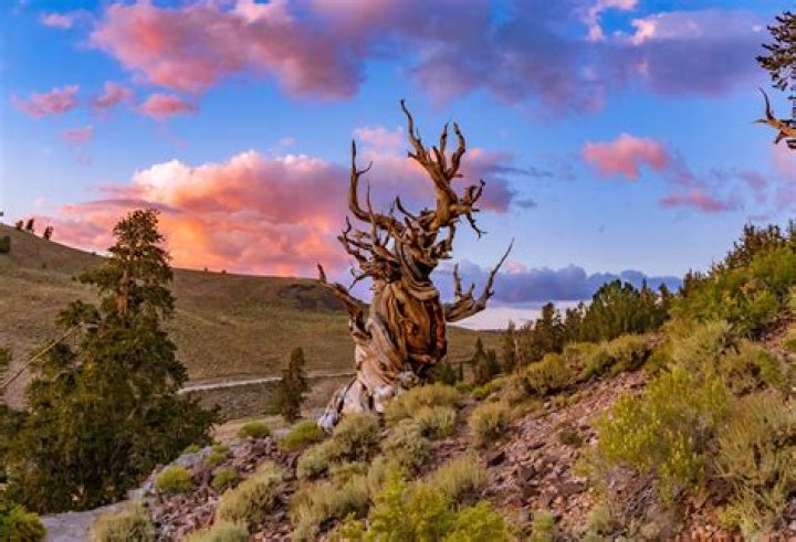 What is the oldest thing in America?