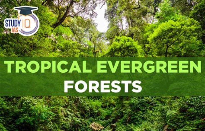 What is the percentage of tropical evergreen forest in India?