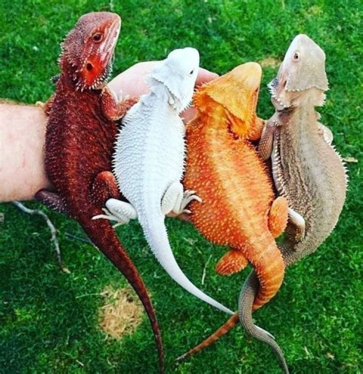 What is the rarest bearded dragon color?