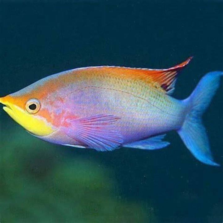 What is the rarest freshwater aquarium fish?
