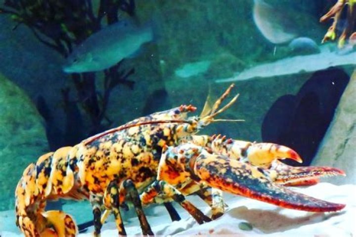 What is the rarest lobster color?