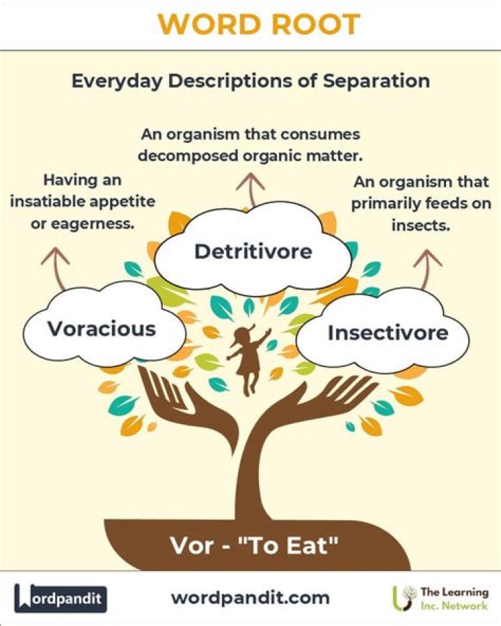 What is the root word of vision?