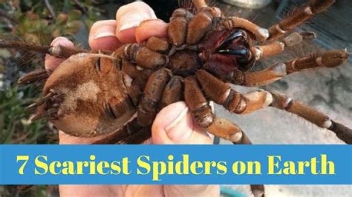 What is the scariest spider ever?