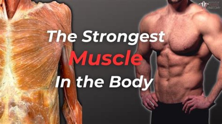 What is the strongest muscle in the female body?
