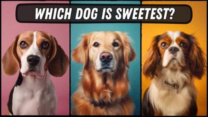 What is the sweetest dog ever?