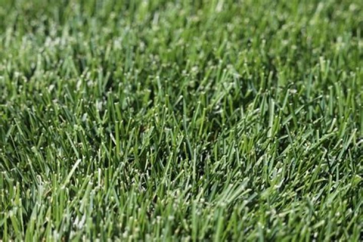 What is the toughest grass?