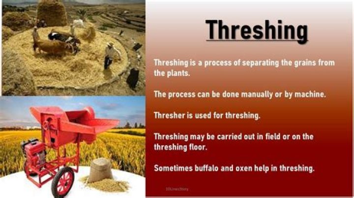 What is threshing Class 8 Short answer?
