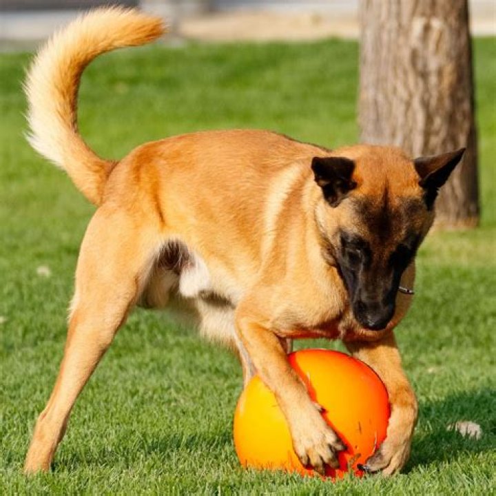 What is tri ball for dogs?