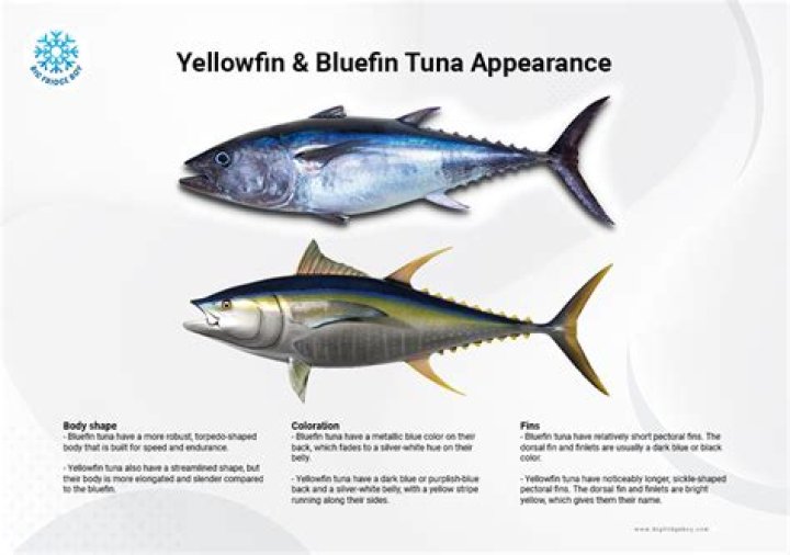 What is wrong with blue fin tuna?