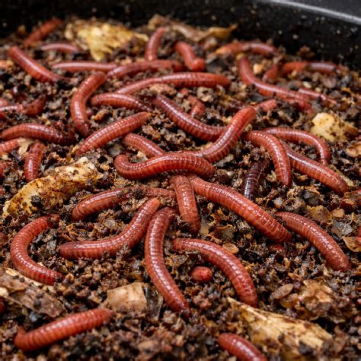 What killed my worms?