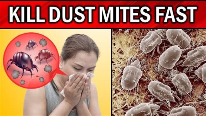 What kills dust mites naturally?