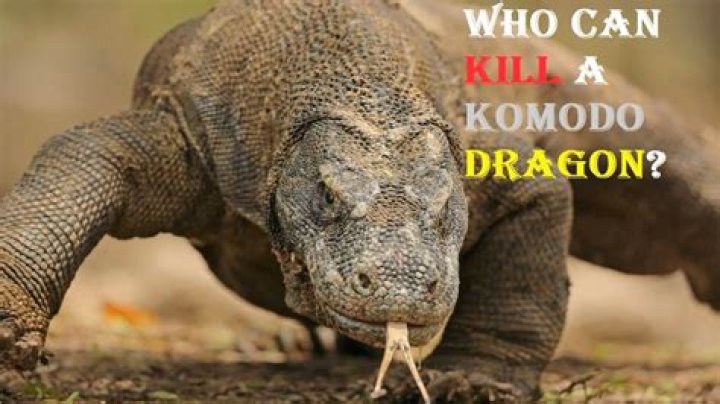 What kills Komodo dragon?